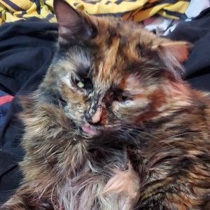 Meet your Posher, Zamick